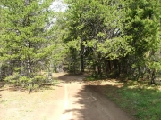 into_the_trees