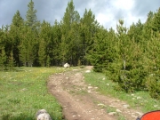 meadow
