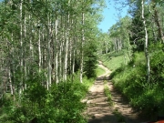 aspens