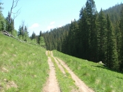 few_trees