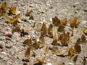 butterflies