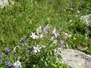 columbines