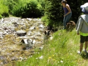 dogs_in_the_creek