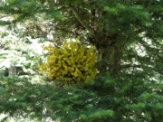 strange_growth
