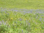 wildflower_field