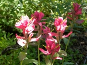 wildflowers