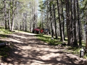 dappled_sunlight