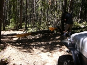 downed_trees