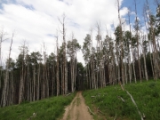 aspens_part_1