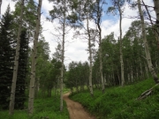 aspens_part_2