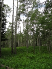aspens_part_3