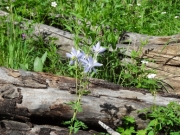 columbine