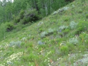 hill_of_flowers