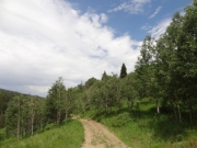 into_the_trees