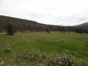 meadow