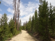 trees_of_different_heights
