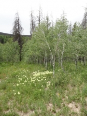 wildflowers