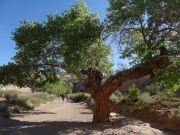 big_tree