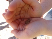 frog