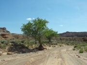 trees