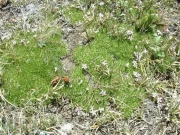 wild_flowers