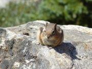 chipmunk