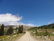 thinning_trees