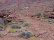 rocky_climb