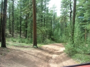 through_the_trees