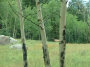 wildlife