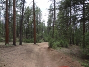 between_two_trees