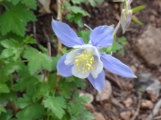 columbine