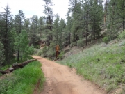 deadwood