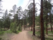 pine_trees