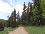through_trees