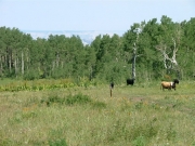 cows
