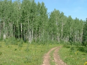 into_the_trees