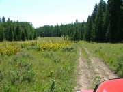 lush_meadow