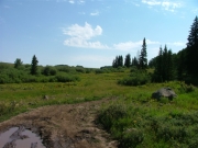 meadow_crossing