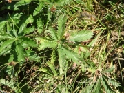poison_oak