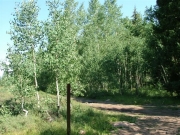 through_the_trees