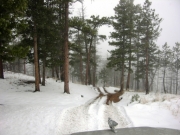 snowy_trail