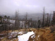 trail_through_the_dead_trees_part_1