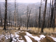 trail_through_the_dead_trees_part_2