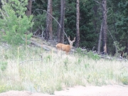deer_part_2