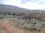 old_trail