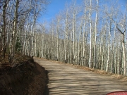 aspens_part_3