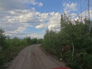 aspens