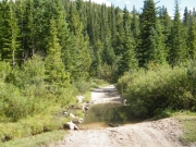 puddle_in_the_trees