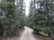 big_trees